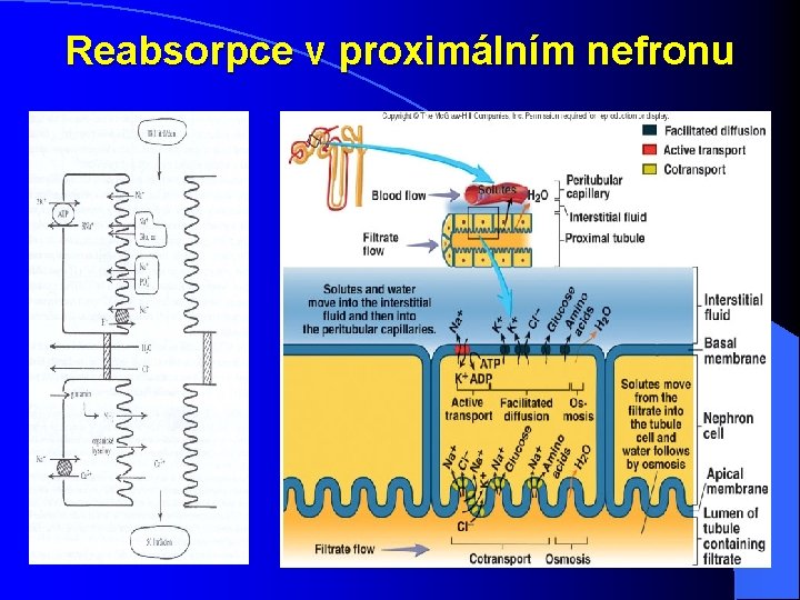 Reabsorpce v proximálním nefronu 