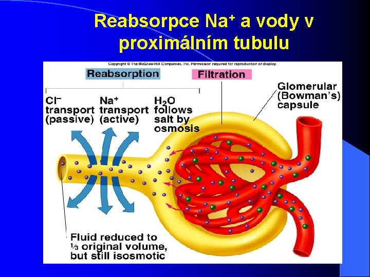 Reabsorpce Na+ a vody v proximálním tubulu Insert fig. 17. 14 