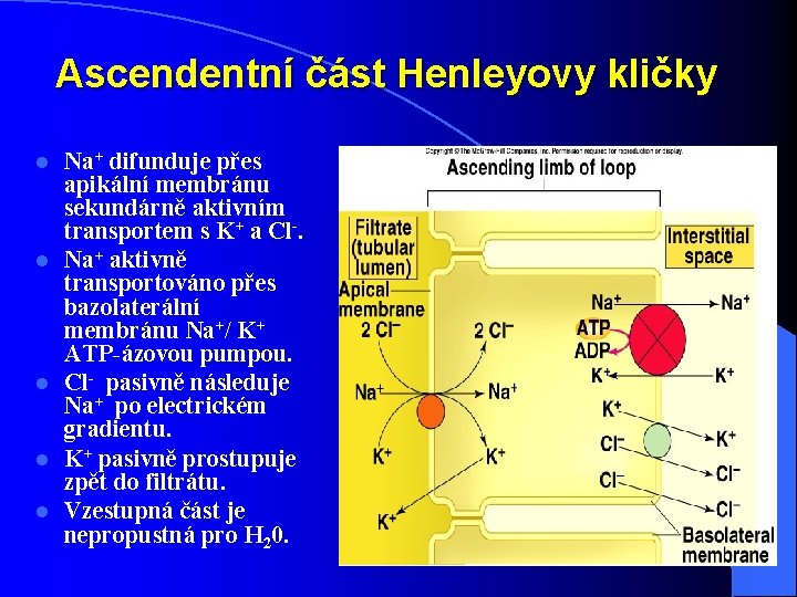 Ascendentní část Henleyovy kličky l l l Na+ difunduje přes apikální membránu sekundárně aktivním