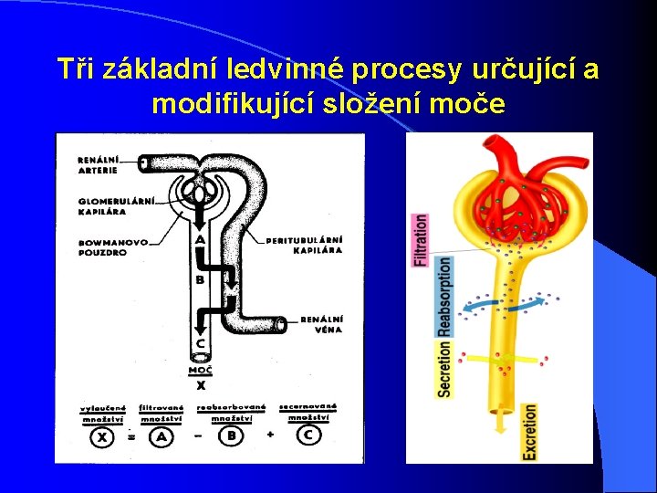 Tři základní ledvinné procesy určující a modifikující složení moče 