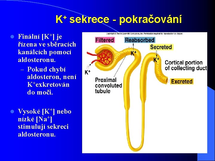 K+ sekrece - pokračování l l Finální [K+] je řízena ve sběracích kanálcích pomocí