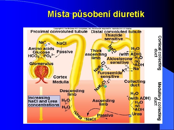 Místa působení diuretik Insert fig. 17. 29 