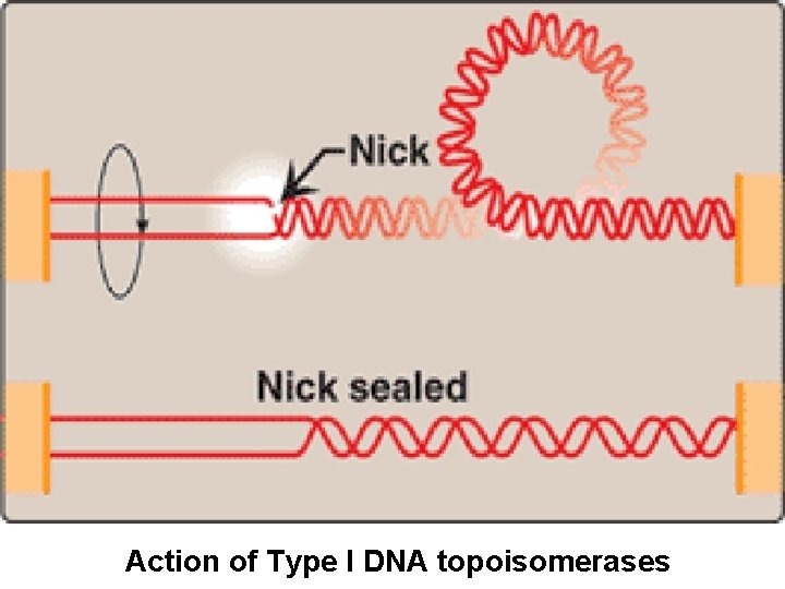 Action of Type I DNA topoisomerases 