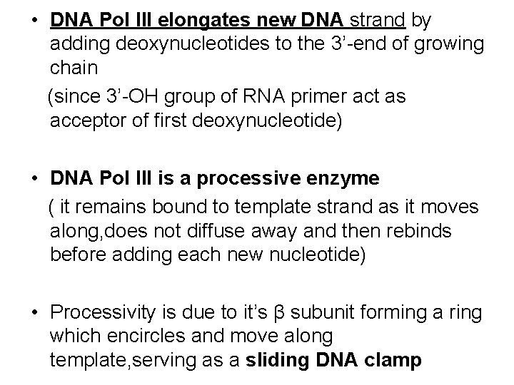  • DNA Pol III elongates new DNA strand by adding deoxynucleotides to the