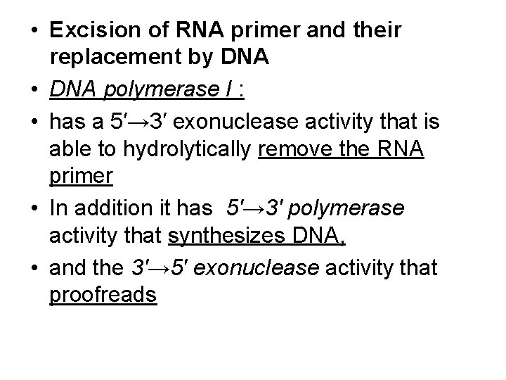  • Excision of RNA primer and their replacement by DNA • DNA polymerase