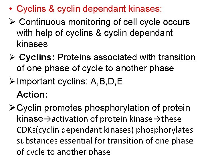  • Cyclins & cyclin dependant kinases: Ø Continuous monitoring of cell cycle occurs