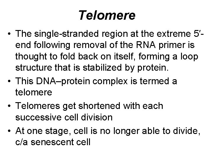 Telomere • The single-stranded region at the extreme 5′end following removal of the RNA