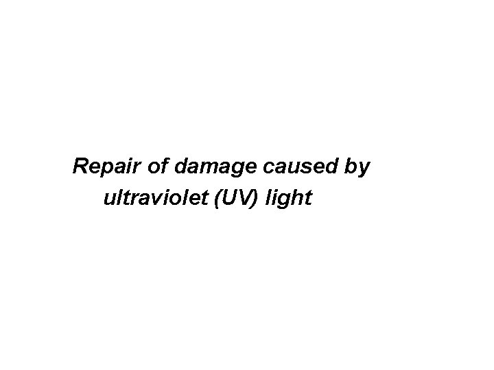 Repair of damage caused by ultraviolet (UV) light 