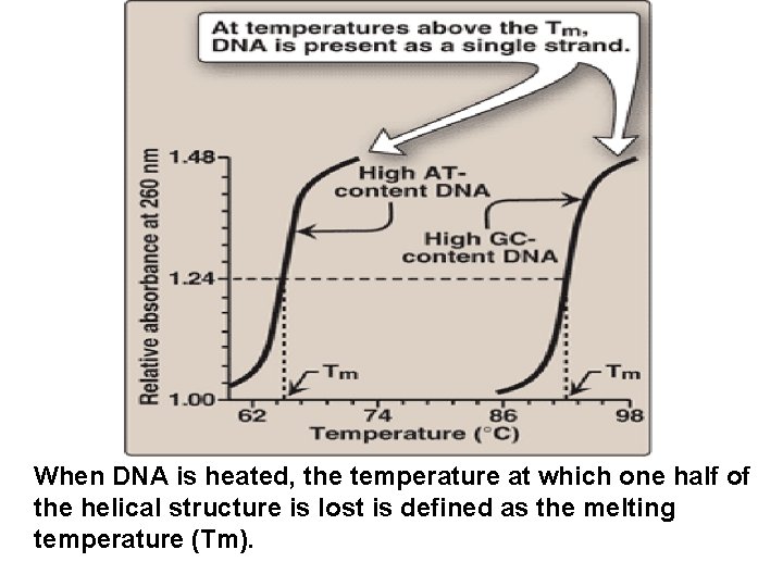 When DNA is heated, the temperature at which one half of the helical structure