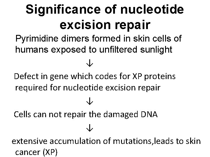 Significance of nucleotide excision repair Pyrimidine dimers formed in skin cells of humans exposed