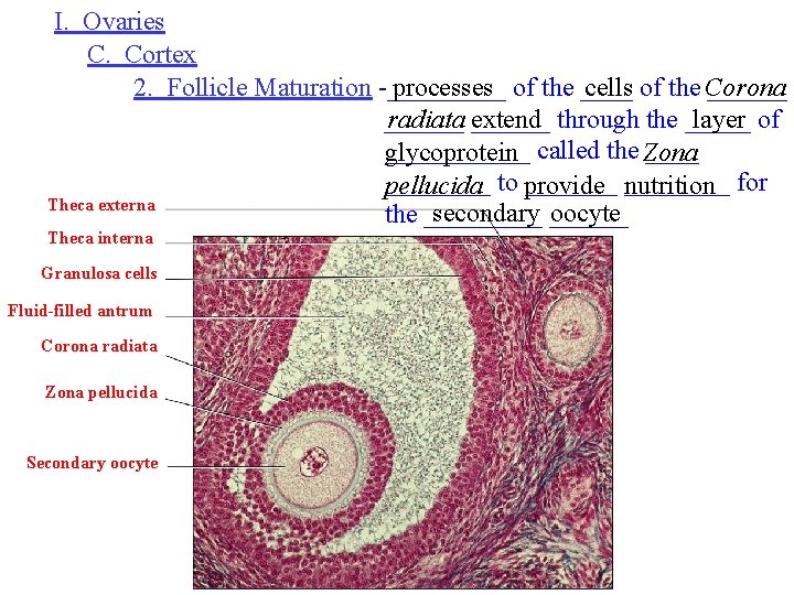 I. Ovaries C. Cortex 2. Follicle Maturation -_____ processes of the ____ cells of