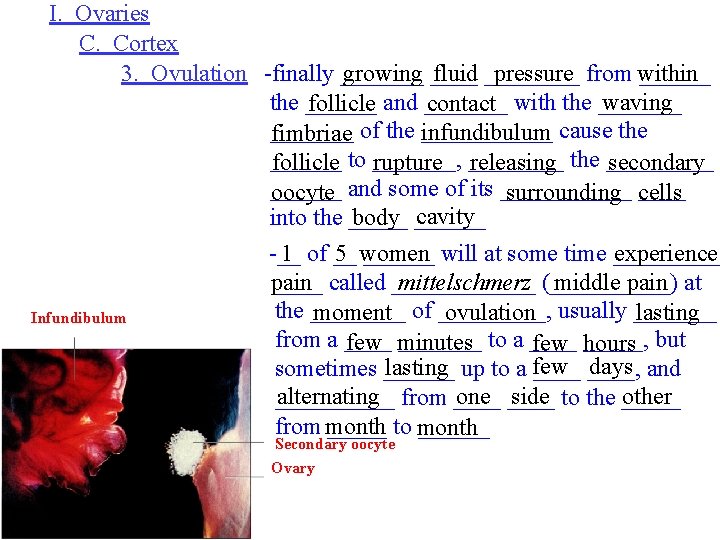 I. Ovaries C. Cortex 3. Ovulation -finally _______ growing ____ fluid ____ pressure from