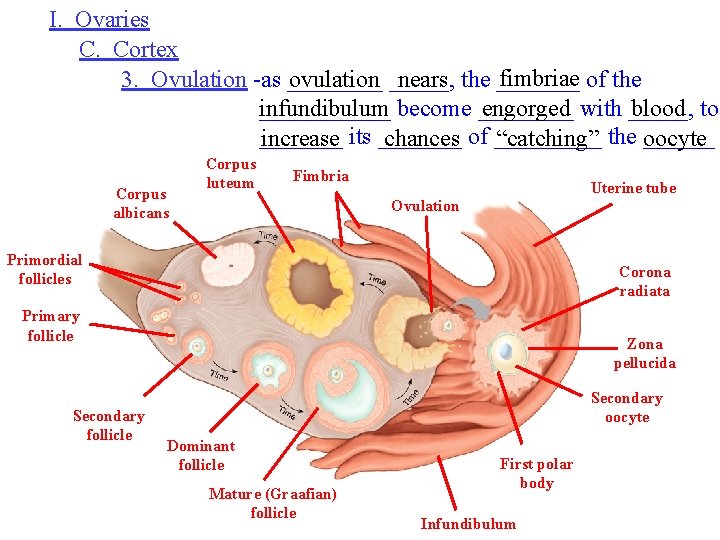I. Ovaries C. Cortex fimbriae of the 3. Ovulation -as ____ ovulation _____, nears
