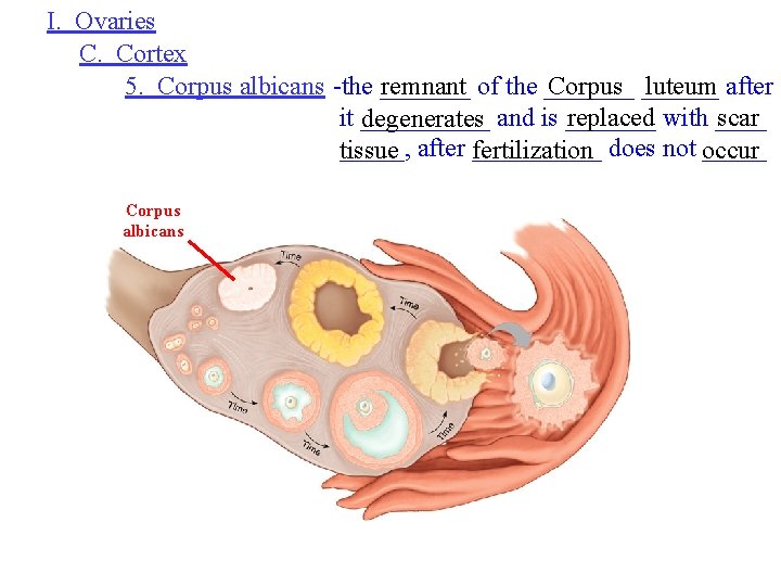 I. Ovaries C. Cortex 5. Corpus albicans -the _______ remnant of the _______ Corpus