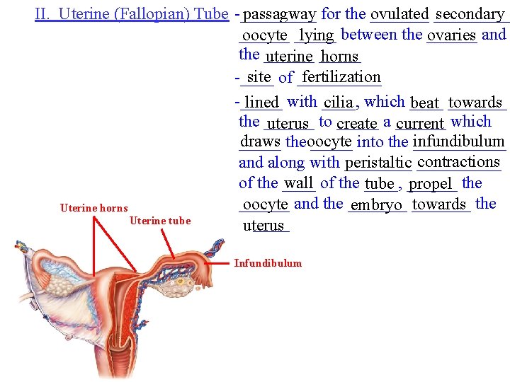 II. Uterine (Fallopian) Tube -_____ passagway for the _______ ovulated _____ secondary ______ oocyte
