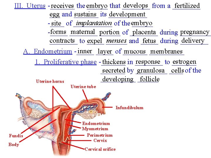 develops from a ____ III. Uterus -_______ receives the embryo ______ that ____ fertilized
