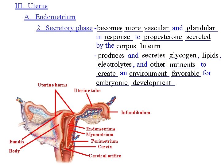 III. Uterus A. Endometrium 2. Secretory phase -_______ becomes _____ more vascular _______ and