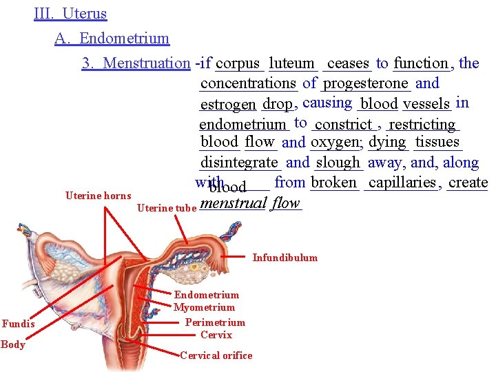 III. Uterus A. Endometrium 3. Menstruation -if ______ corpus ______ luteum ______ ceases to