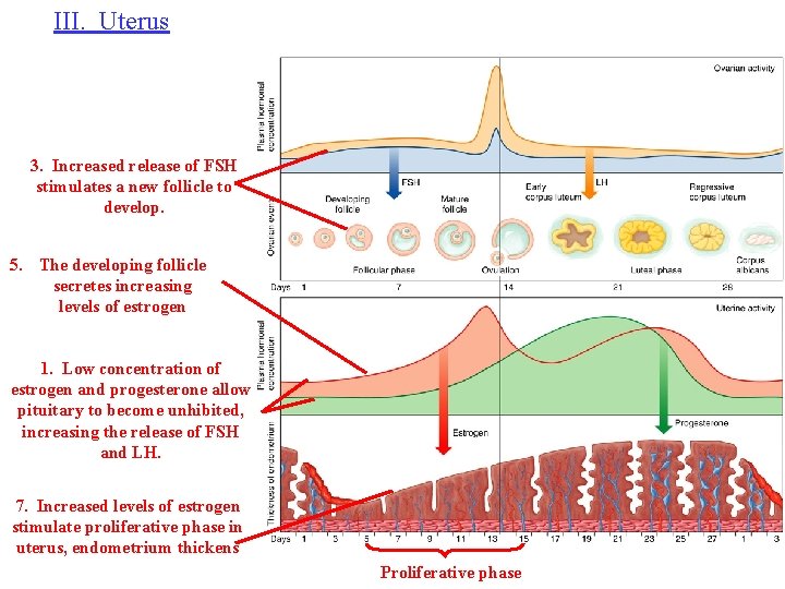 III. Uterus 3. Increased release of FSH stimulates a new follicle to develop. 5.