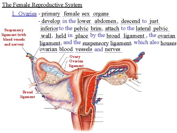 The Female Reproductive System I. Ovaries -_______ primary ______ female ___ sex ______ organs