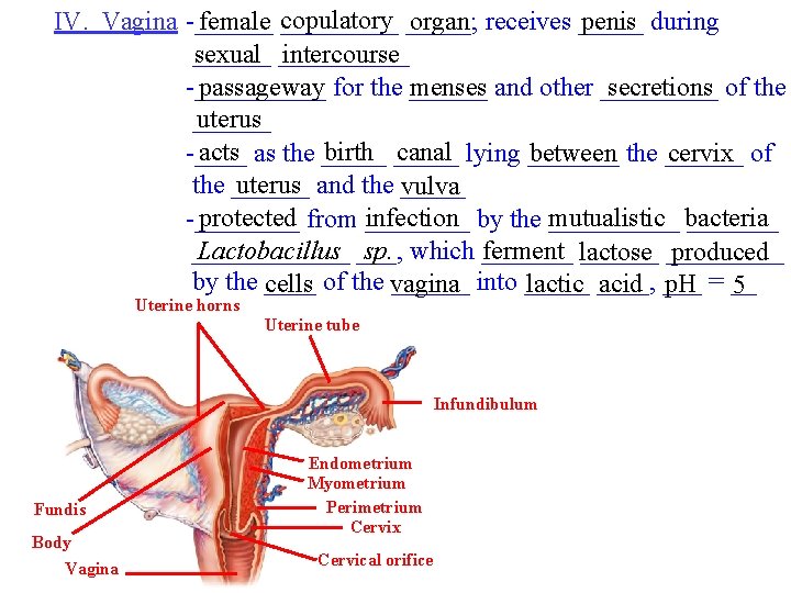 copulatory _____; IV. Vagina -______ female _____ organ receives _____ penis during ______ sexual