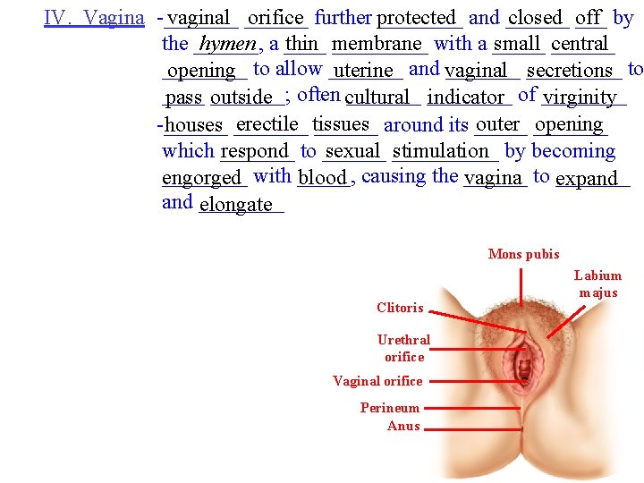 ____ and ______ IV. Vagina -_______ vaginal ______ orifice further protected closed ___ off