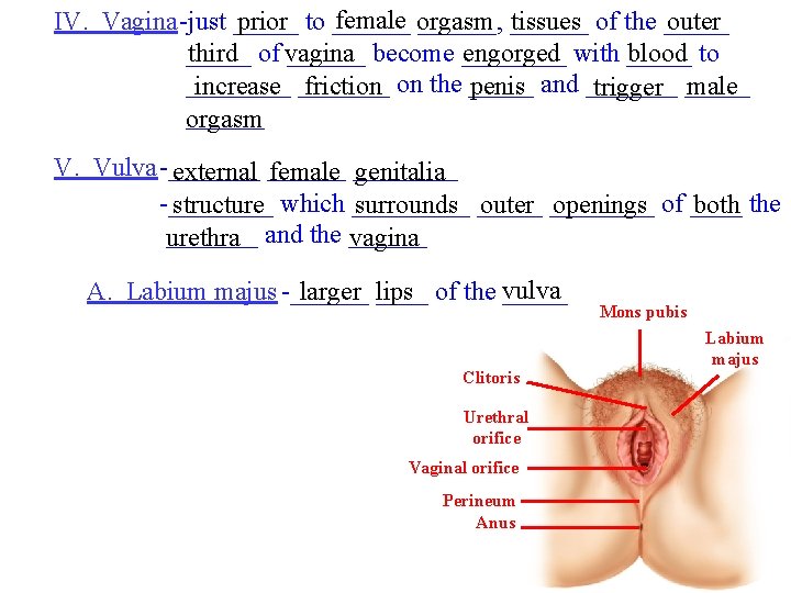 female orgasm ______, ______ IV. Vagina-just _____ prior to ______ tissues of the _____