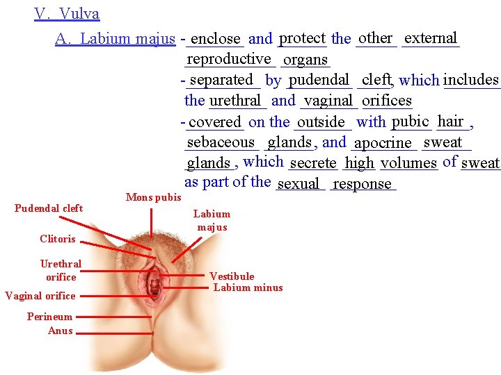 V. Vulva protect the _____ other _______ external A. Labium majus -_______ enclose and