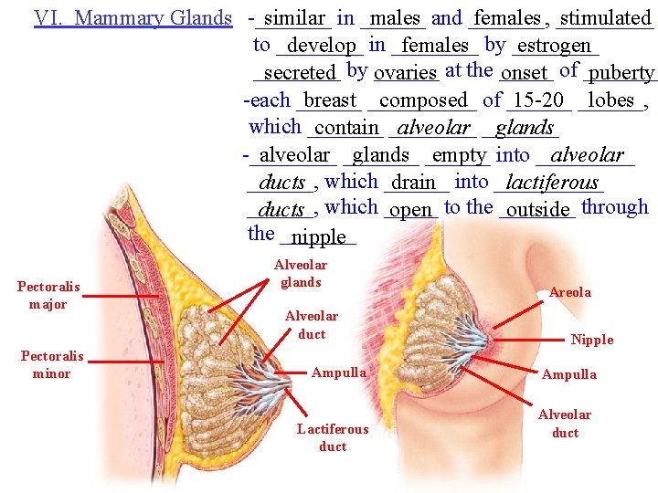 VI. Mammary Glands -_______ similar in ______ males and _______, females _____ stimulated to