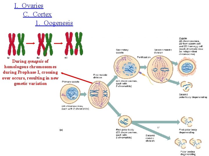 I. Ovaries C. Cortex 1. Oogenesis During synapsis of homologous chromosomes during Prophase I,