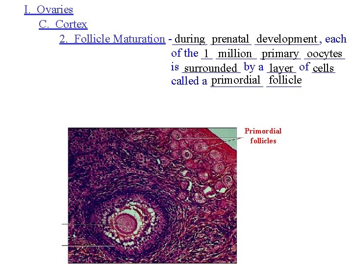 I. Ovaries C. Cortex 2. Follicle Maturation -______ during _______ prenatal ______, development each