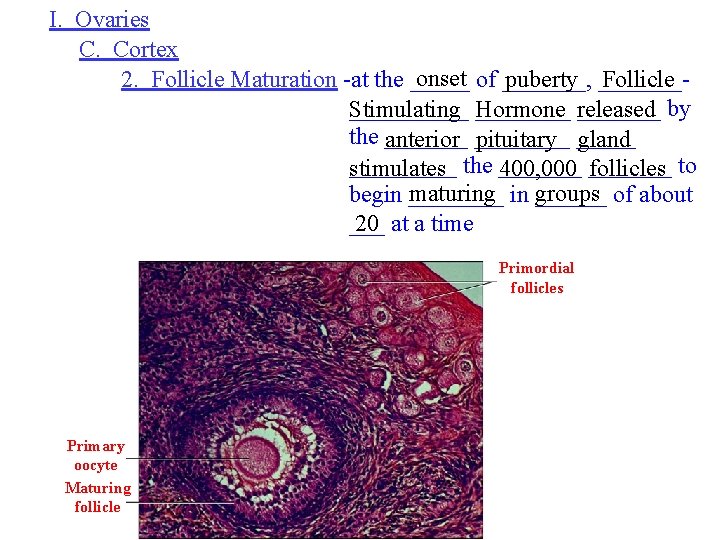 I. Ovaries C. Cortex onset of _______, 2. Follicle Maturation -at the _____ puberty