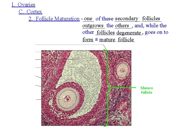 I. Ovaries C. Cortex one of these _____ secondary _______ follicles 2. Follicle Maturation