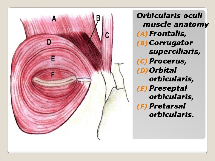 Orbicularis oculi muscle anatomy (A) Frontalis, (B) Corrugator superciliaris, (C) Procerus, (D) Orbital orbicularis,