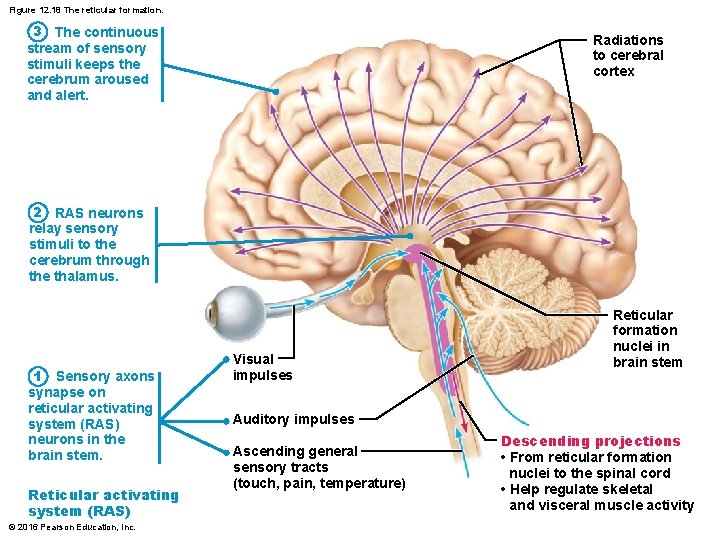 Figure 12. 18 The reticular formation. 3 The continuous stream of sensory stimuli keeps Figure 12. 18 The reticular formation. 3 The continuous stream of sensory stimuli keeps