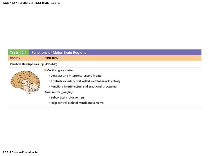Table 12. 1 -1 Functions of Major Brain Regions © 2016 Pearson Education, Inc. Table 12. 1 -1 Functions of Major Brain Regions © 2016 Pearson Education, Inc.