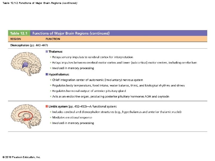 Table 12. 1 -2 Functions of Major Brain Regions (continued) © 2016 Pearson Education, Table 12. 1 -2 Functions of Major Brain Regions (continued) © 2016 Pearson Education,