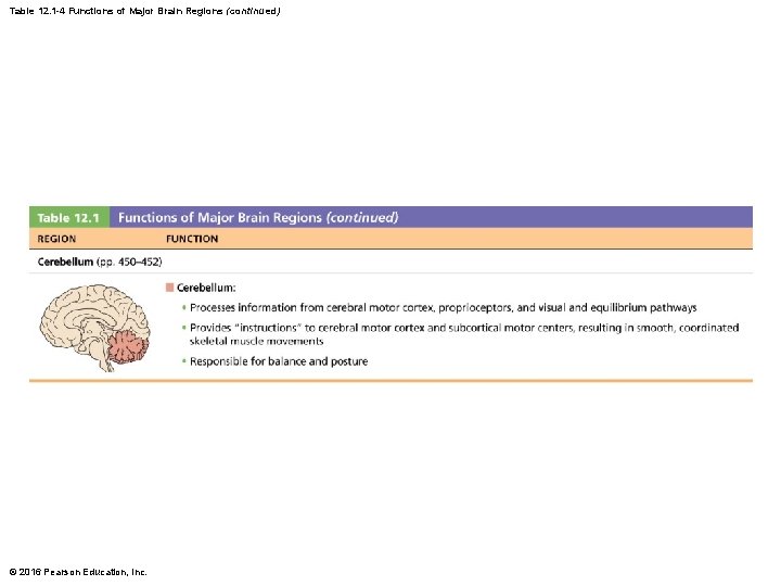 Table 12. 1 -4 Functions of Major Brain Regions (continued) © 2016 Pearson Education, Table 12. 1 -4 Functions of Major Brain Regions (continued) © 2016 Pearson Education,