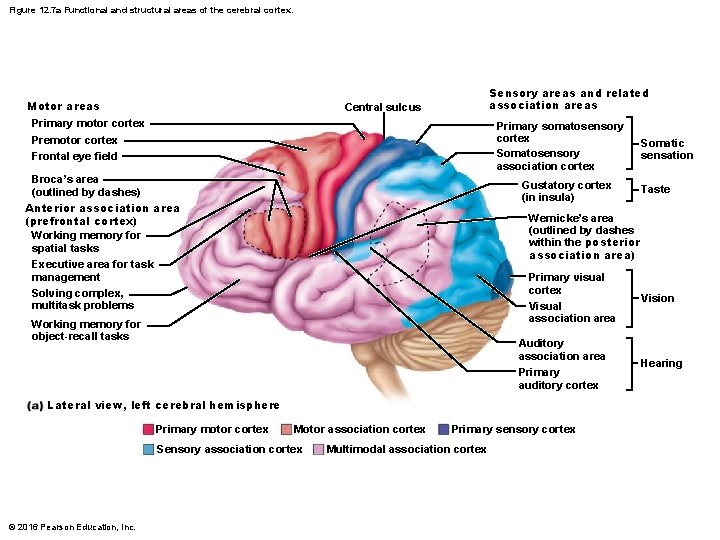 Figure 12. 7 a Functional and structural areas of the cerebral cortex. Motor areas Figure 12. 7 a Functional and structural areas of the cerebral cortex. Motor areas