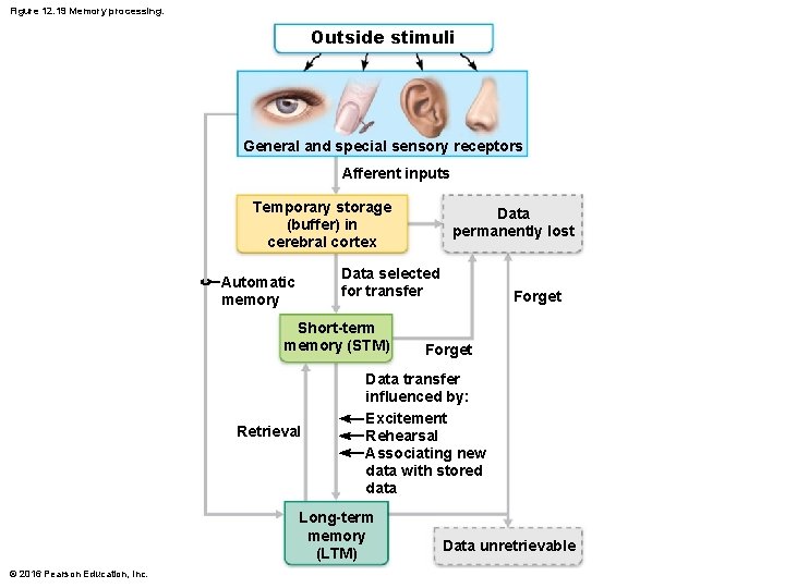Figure 12. 19 Memory processing. Outside stimuli General and special sensory receptors Afferent inputs Figure 12. 19 Memory processing. Outside stimuli General and special sensory receptors Afferent inputs