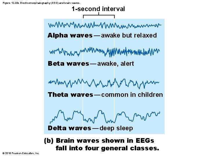 Figure 12. 20 b Electroencephalography (EEG) and brain waves. 1 -second interval Alpha waves Figure 12. 20 b Electroencephalography (EEG) and brain waves. 1 -second interval Alpha waves