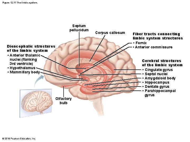 Figure 12. 17 The limbic system. Septum pellucidum Diencephalic structures of the limbic system Figure 12. 17 The limbic system. Septum pellucidum Diencephalic structures of the limbic system