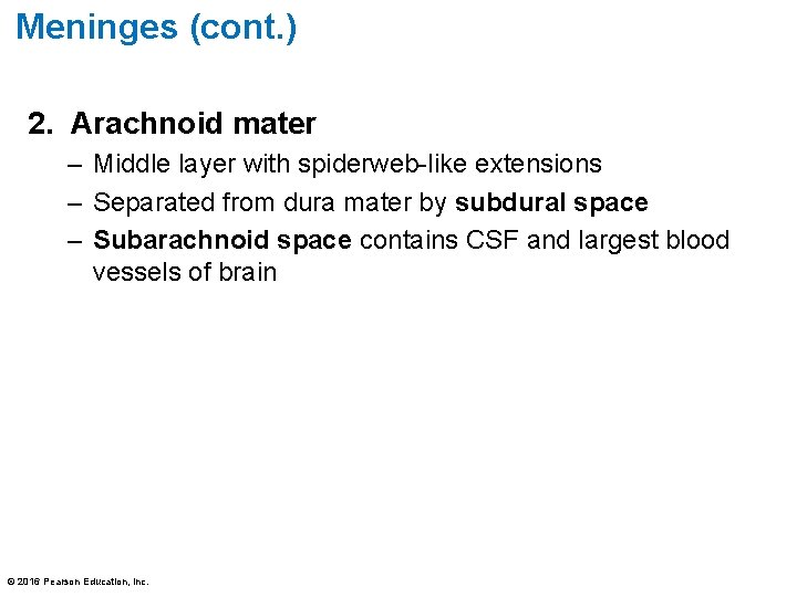 Meninges (cont. ) 2. Arachnoid mater – Middle layer with spiderweb-like extensions – Separated Meninges (cont. ) 2. Arachnoid mater – Middle layer with spiderweb-like extensions – Separated