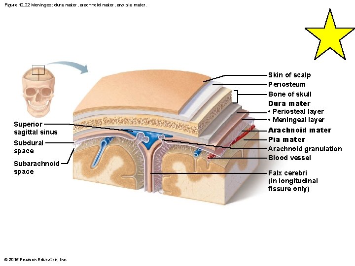 Figure 12. 22 Meninges: dura mater, arachnoid mater, and pia mater. Superior sagittal sinus Figure 12. 22 Meninges: dura mater, arachnoid mater, and pia mater. Superior sagittal sinus