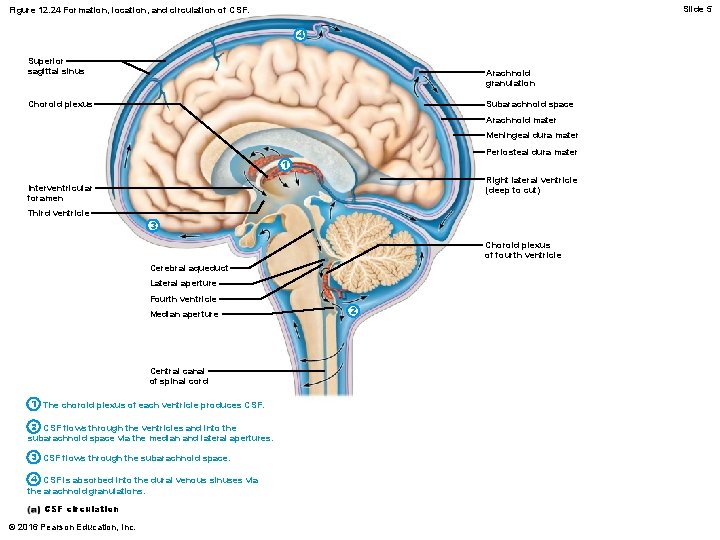 Slide 5 Figure 12. 24 Formation, location, and circulation of CSF. 4 Superior sagittal Slide 5 Figure 12. 24 Formation, location, and circulation of CSF. 4 Superior sagittal