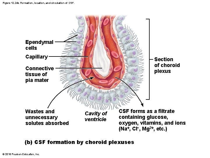 Figure 12. 24 b Formation, location, and circulation of CSF. Ependymal cells Capillary Section Figure 12. 24 b Formation, location, and circulation of CSF. Ependymal cells Capillary Section