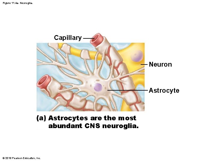 Figure 11. 4 a Neuroglia. Capillary Neuron Astrocytes are the most abundant CNS neuroglia. Figure 11. 4 a Neuroglia. Capillary Neuron Astrocytes are the most abundant CNS neuroglia.