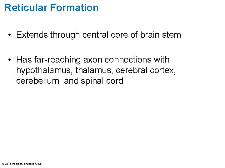 Reticular Formation • Extends through central core of brain stem • Has far-reaching axon Reticular Formation • Extends through central core of brain stem • Has far-reaching axon