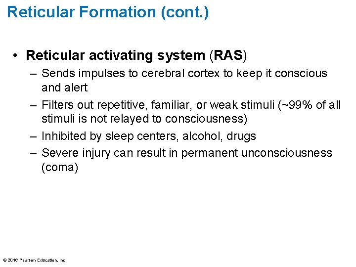 Reticular Formation (cont. ) • Reticular activating system (RAS) – Sends impulses to cerebral Reticular Formation (cont. ) • Reticular activating system (RAS) – Sends impulses to cerebral