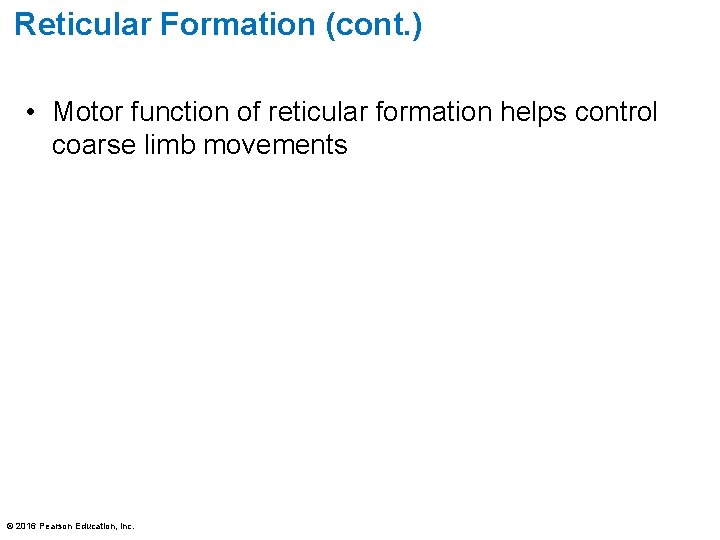 Reticular Formation (cont. ) • Motor function of reticular formation helps control coarse limb Reticular Formation (cont. ) • Motor function of reticular formation helps control coarse limb